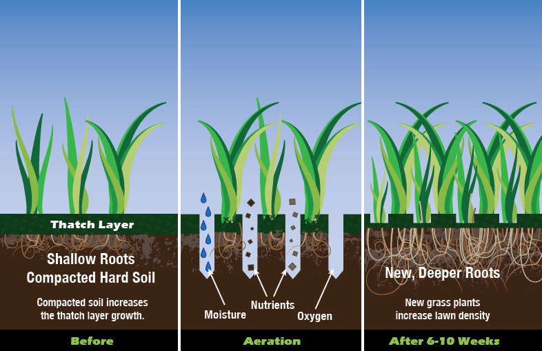 Lawn Care Core Aeration