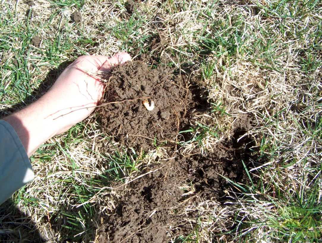 Insect grub