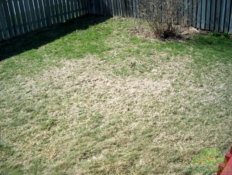 Insect Grub infestation and swingset