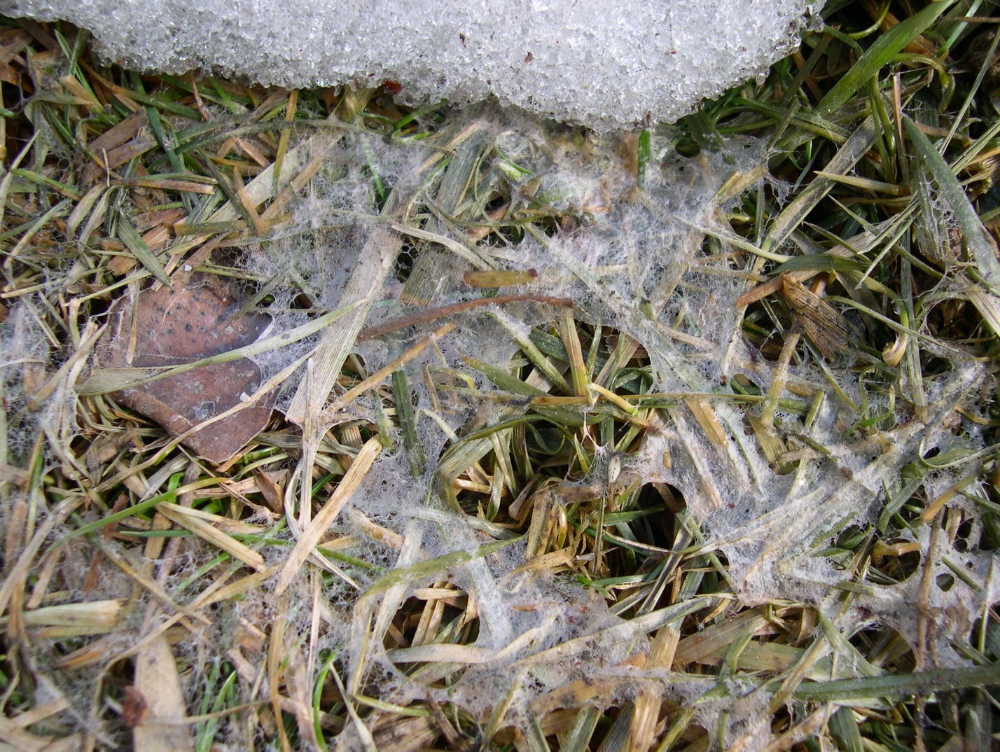 snow mold