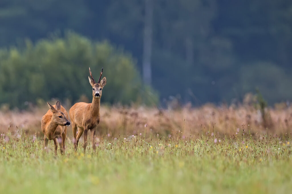 buck deer with roe deer in a clearing