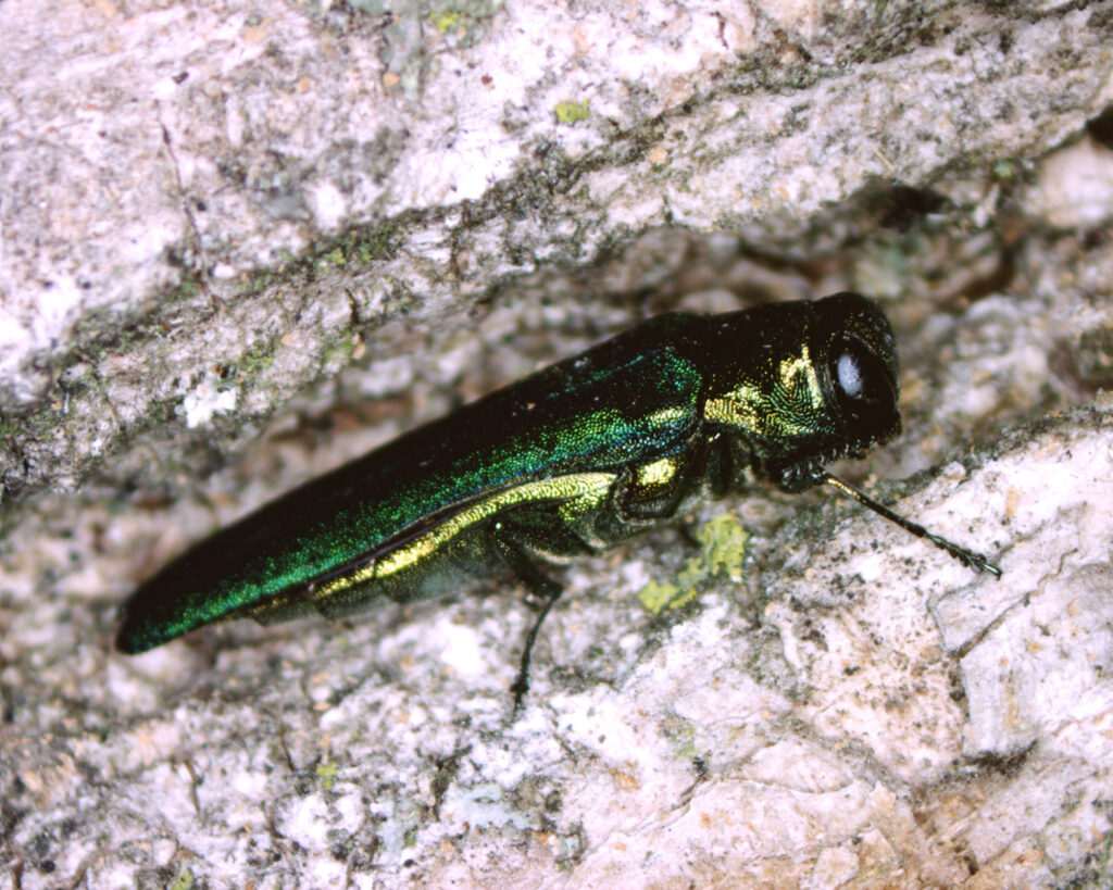 Emerald Ash Borer Treatment