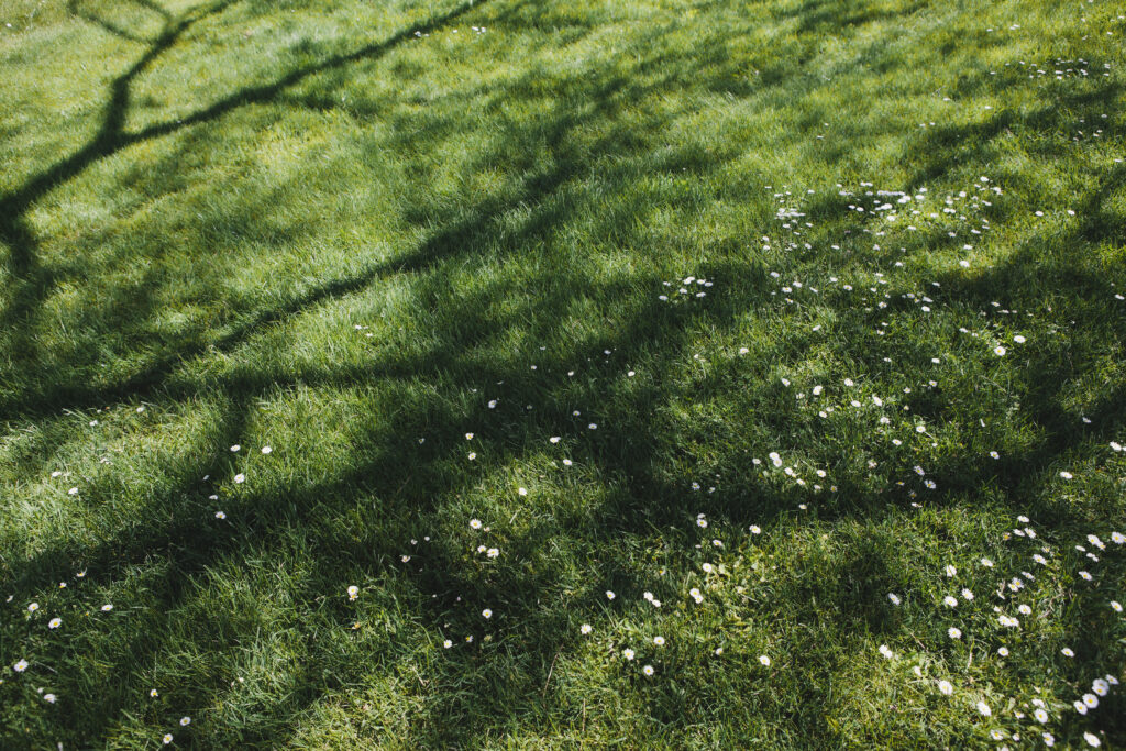 Green lawn Madison