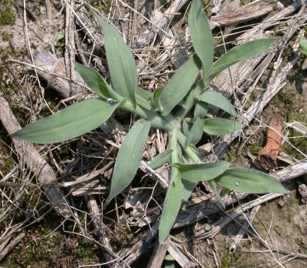 Controlling Crabgrass