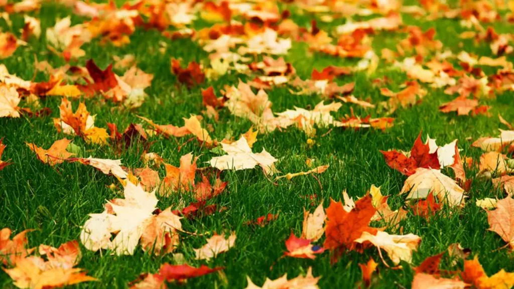 The Importance of Fall Fertilizaion