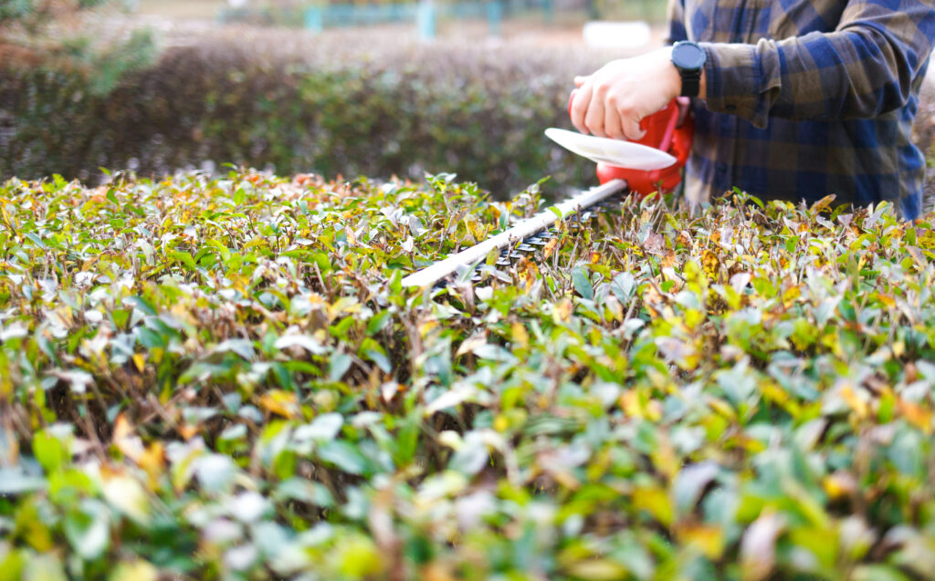 Tree and Shrub Care