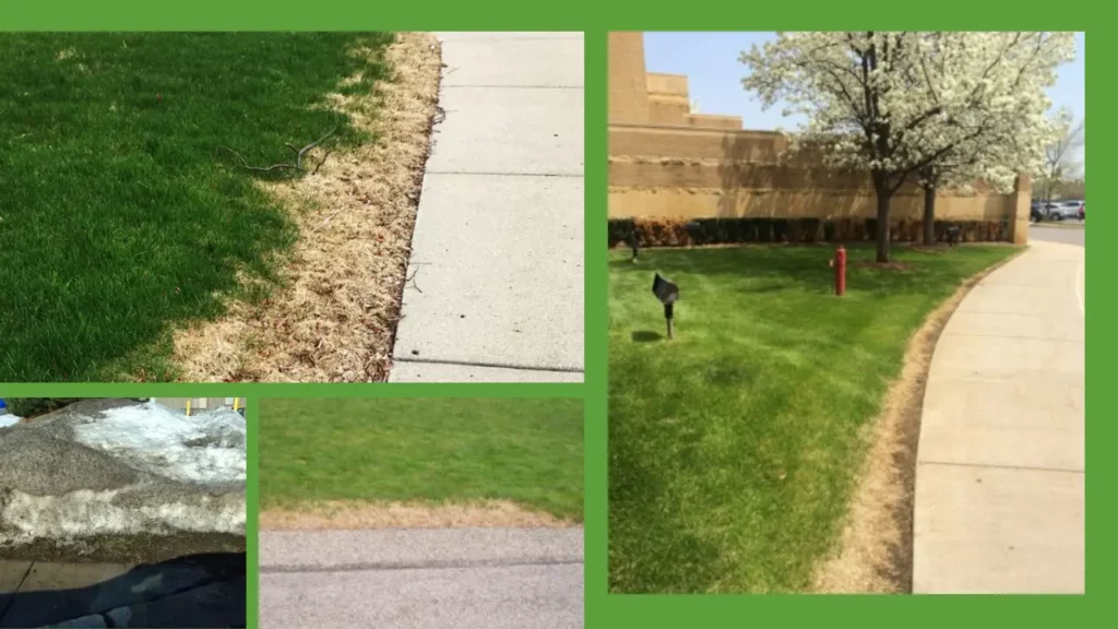Dangers of salt damage to your lawn