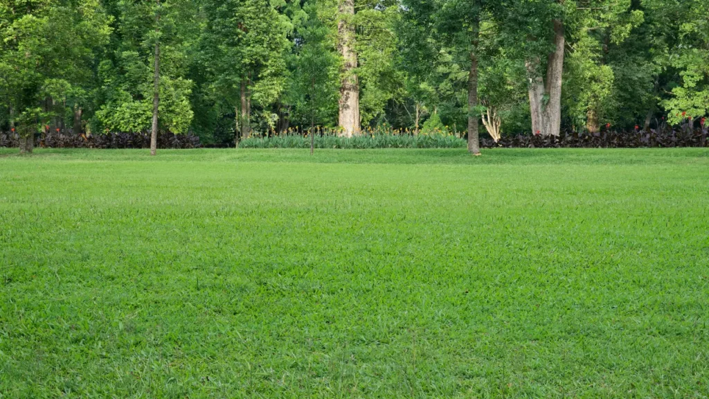 Best Lawncare Madison WI