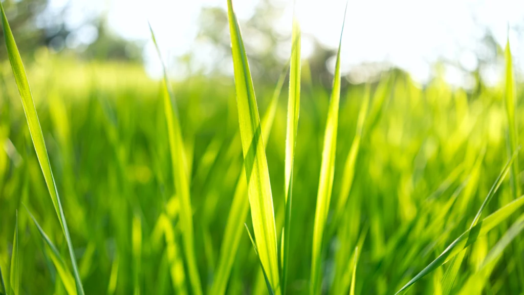 Best Lawncare Madison WI